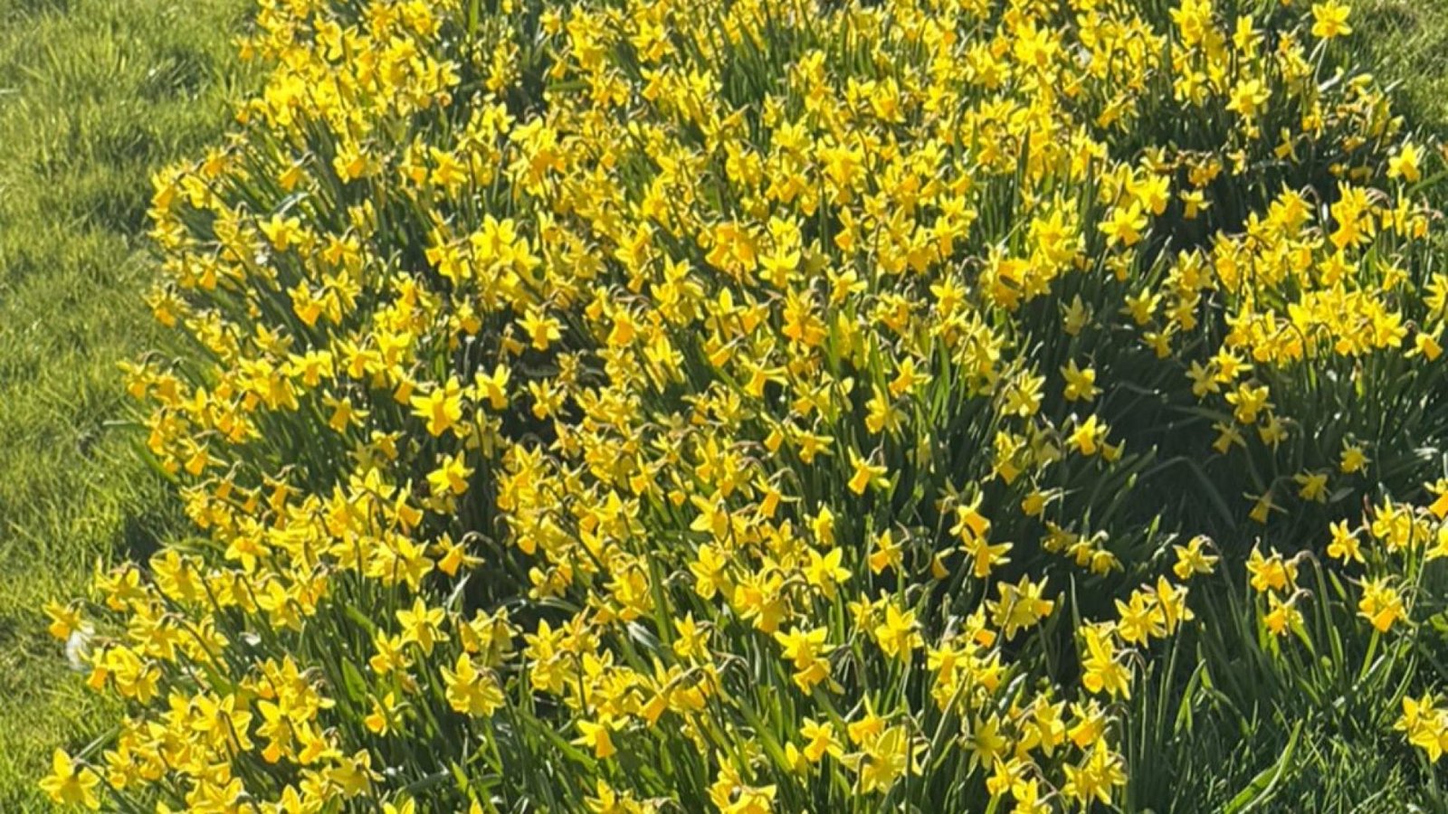 Daffs